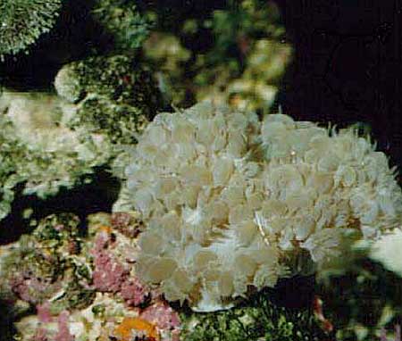 bubble-coral
