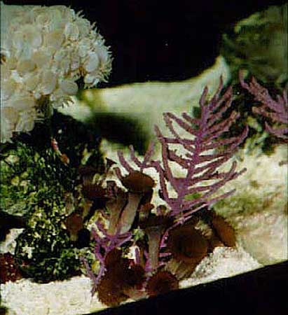 purple-gorgonian