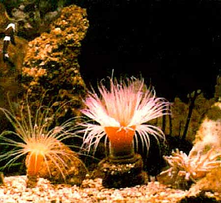 tube-anemones