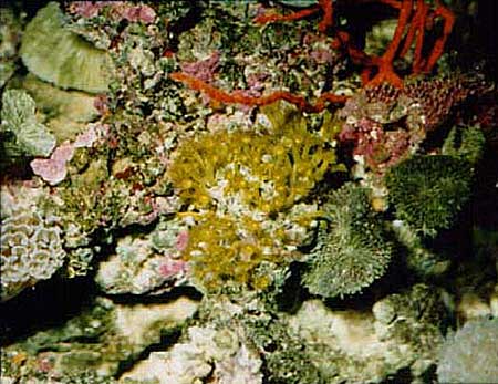 yellow-polyp-coral